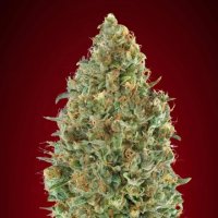 Kaya 47  Auto  Flowering  Cannabis  Seeds 0