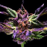 Kens Original G D P Grand Daddy Purple Feminised Cannabis  Seeds