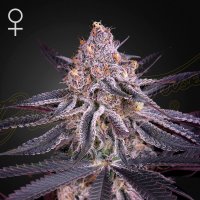 Kings  Juice  Feminised  Cannabis  Seeds 0