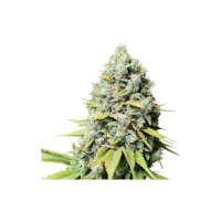 Kosher  Haze  Regular  Cannabis  Seeds