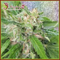 Kripplicious  Feminised  Cannabis  Seeds 0