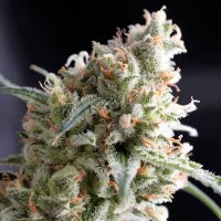 Kukulkan  Feminised  Cannabis  Seeds 0