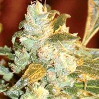 Kush  Fromage  Feminised  Cannabis  Seeds