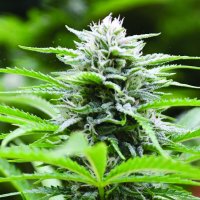 Kushhead 707  Feminised  Cannabis  Seeds