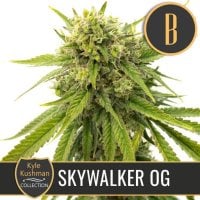 Kyle  Kushmans  Skywalker  O G  Feminised  Cannabis  Seeds 0