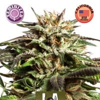 L A  Widow  Feminised  Cannabis  Seeds