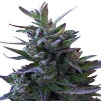 L I M I T E D  E D I T I O N  Nepal  Mist  Regular  Cannabis  Seeds