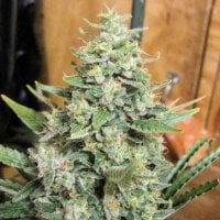 L I M I T E D  E D I T I O N  Panama  X  Malawi  Feminised  Cannabis  Seeds 0