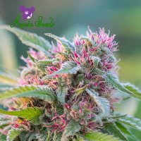 Landrace  Collection  Panama  Red  Feminised  Cannabis  Seeds 0