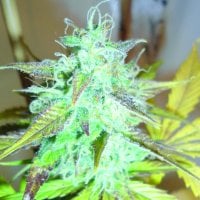 Lemon  Haze  Auto  Flowering  Cannabis  Seeds 2