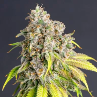 Lemon  Haze  Original  Feminised  Cannabis  Seeds