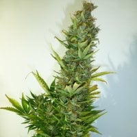 Lemon  Haze  Regular  Cannabis  Seeds 0