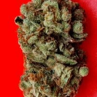 Lemon  Sherbet  Feminised  Cannabis  Seeds