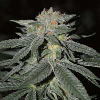 Lemon  Venom  Feminised  Cannabis  Seeds 0