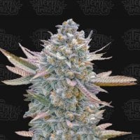 Lemon  Zushi  Feminised  Cannabis  Seeds 0