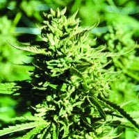 Lost  Coast  O G  Regular  Cannabis  Seeds 0