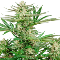 Malibu  O G  Gold  Feminised  Cannabis  Seeds