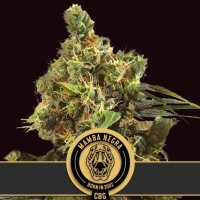 Mamba  Negra  C B G  Feminised  Cannabis  Seeds 0