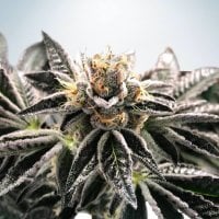 Mandarin  Gelato  Feminised  Cannabis  Seeds 0