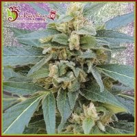 Mango  Bubble  Cloud  Feminised  Cannabis  Seeds 0