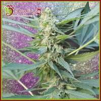 Mango  Chutney  Auto  Flowering  Cannabis  Seeds 0