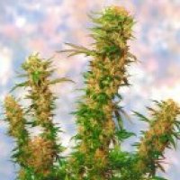 Mangolian  Indica  Regular  Cannabis  Seeds 0