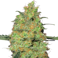 Master  Kush  Regular  Cannabis  Seeds 0