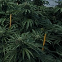 Mastodon  Kush  Regular  Cannabis  Seeds 0