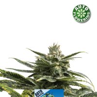 Matic  Auto  Flowering  Cannabis  Seeds 0