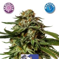 Medical  Cheese  Feminised  Cannabis  Seeds