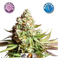 Medical  O G  Kush  Feminised  Cannabis  Seeds 0