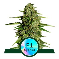 Medusa  F1  Auto  Flowering  Cannabis  Seeds 0