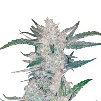 Mexican  Airlines  Autoflowering  Feminised  Cannabis  Seeds