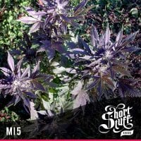 Mi5  Feminised  Cannabis  Seeds