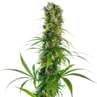 Michka  Regular  Cannabis  Seeds