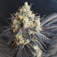 Mighty 20 Grape 20 Feminised 20 Cannabis  Seeds