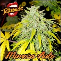 Mimosa 20 Auto 20 Feminised