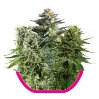 Mixed  Feminised  Cannabis  Seeds