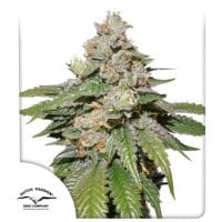 Mokums  Tulip  Auto  Flowering  Cannabis  Seeds 0