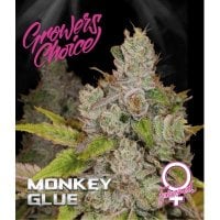 Monkey  Glue  Feminised  Cannabis  Seeds 0