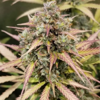 Monster  Breath  Auto  Flowering  Cannabis  Seeds