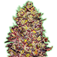 Monster  Gelato  Auto  Flowering  Cannabis  Seeds
