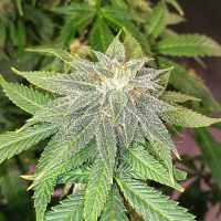 Moon  Fruit  Feminised  Cannabis  Seeds 0