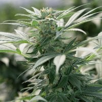 Morning  Star  Feminised  Cannabis  Seeds 0