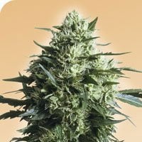 Mother 27s  Finest  Regular  Cannabis  Seeds