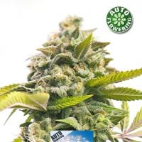 N L X  Diamond  Auto  Flowering  Cannabis  Seeds