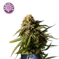 N L X  Special  Feminised  Cannabis  Seeds 0