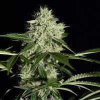 N L  Auto  Flowering  Cannabis  Seeds 0