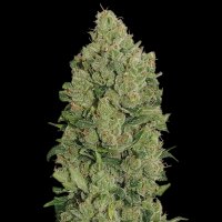 N Y C  Diesel  Auto  Feminised  Cannabis  Seeds