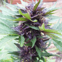 Narco  Purps  Auto  Flowering  Cannabis  Seeds 0